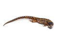 Lepidophyma smithii juvenile